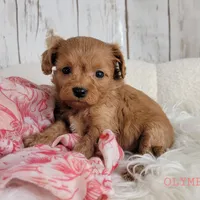 Olympia, a female Cavapoo for sale in Berlin, OH – Photo 4 of 5