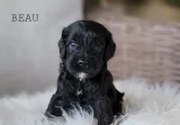 Beau, a male Cavapoo for sale in Berlin, OH – 4 of 6