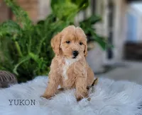 Yukon, a male Miniature Goldendoodle for sale in Berlin, OH – 3 of 5