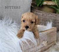 Butters, a female Cavapoo for sale in Berlin, OH – 3 of 4