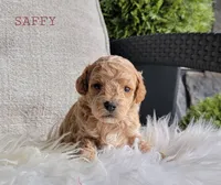 Saffy, a female Goldendoodle for sale in Berlin, OH – 2 of 5