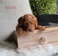 Shade, a male Goldendoodle for sale in Berlin, OH – 3 of 4