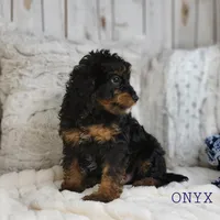 Onyx, a male Cavapoo for sale in Berlin, OH – Photo 4 of 7