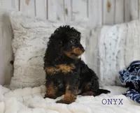 Onyx, a male Cavapoo for sale in Berlin, OH – Photo 4 of 7