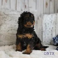 Onyx, a male Cavapoo for sale in Berlin, OH – Photo 1 of 7