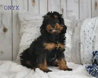 Onyx, a male Cavapoo for sale in Berlin, OH – Photo 5 of 7