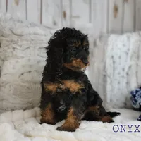 Onyx, a male Cavapoo for sale in Berlin, OH – Photo 2 of 7