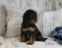 Onyx, a male Cavapoo for sale in Berlin, OH – Photo 2 of 7