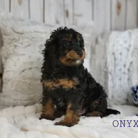 Onyx, a male Cavapoo for sale in Berlin, OH – Photo 3 of 7