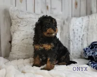 Onyx, a male Cavapoo for sale in Berlin, OH – Photo 3 of 7