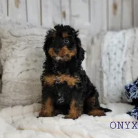 Onyx, a male Cavapoo for sale in Berlin, OH – Photo 7 of 7