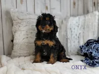 Onyx, a male Cavapoo for sale in Berlin, OH – Photo 7 of 7