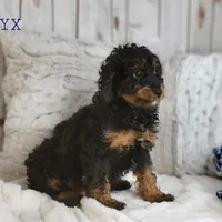 Onyx, a male Cavapoo for sale in Berlin, OH – Photo 6 of 7