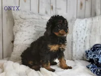 Onyx, a male Cavapoo for sale in Berlin, OH – Photo 6 of 7