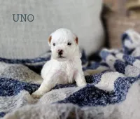 Uno, a male Miniature Goldendoodle for sale in Berlin, OH – 4 of 7