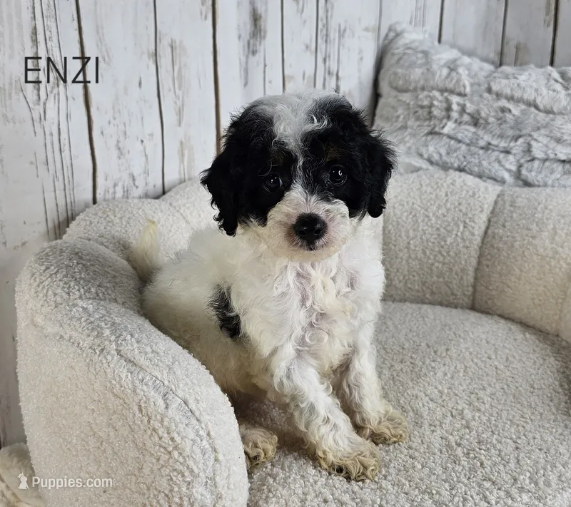 Enzi – Cavapoo puppy for sale in Berlin, OH