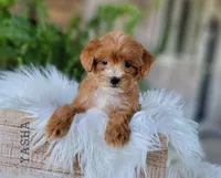  Yasha, a female Miniature Goldendoodle for sale in Berlin, OH – 3 of 4