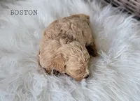 Boston, a male Cavapoo for sale in Berlin, OH – 3 of 3