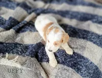 Uffy, a male Miniature Goldendoodle for sale in Berlin, OH – 2 of 6