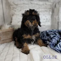 OLLIE, a male Cavapoo for sale in Berlin, OH – Photo 3 of 3