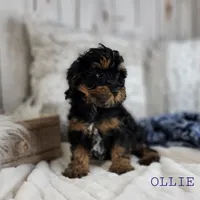 OLLIE, a male Cavapoo for sale in Berlin, OH – Photo 2 of 3