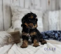 OLLIE, a male Cavapoo for sale in Berlin, OH – Photo 2 of 3