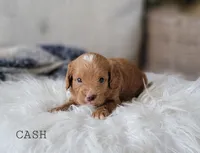 Cash, a male Cavapoo for sale in Berlin, OH – 3 of 5