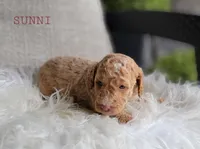 Sunni, a female Goldendoodle for sale in Berlin, OH – 2 of 4