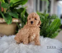 Zara, a female Miniature Goldendoodle for sale in Berlin, OH – 5 of 5