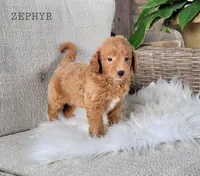 Zephyer, a female Miniature Goldendoodle for sale in Berlin, OH – 2 of 3