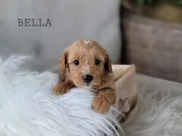 Bella, a female Cavapoo for sale in Berlin, OH – 4 of 5