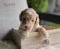 Slade, a male Goldendoodle for sale in Berlin, OH – 2 of 5