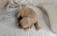 Waffles, a female Cavapoo for sale in Berlin, OH – 2 of 3
