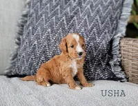 Usha, a female Miniature Goldendoodle for sale in Berlin, OH – 2 of 3
