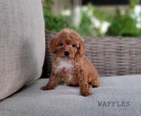 WAFFLES, a female Maltipoo for sale in Berlin, OH – Photo 2 of 4