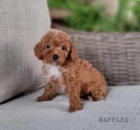 WAFFLES, a female Maltipoo for sale in Berlin, OH – Photo 3 of 4