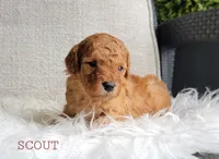 Scout, a male Goldendoodle for sale in Berlin, OH – 1 of 4