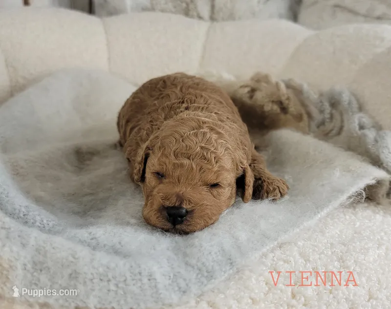 Vienna – Cavapoo puppy for sale in Berlin, OH