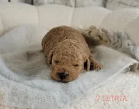 Vienna, a female Cavapoo for sale in Berlin, OH – 1 of 3
