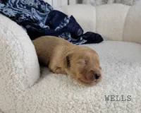 Wells, a male Cavapoo for sale in Berlin, OH – 2 of 4