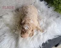 Slade, a male Goldendoodle for sale in Berlin, OH – 1 of 5