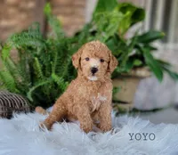 Yoyo, a male Miniature Goldendoodle for sale in Berlin, OH – 3 of 4
