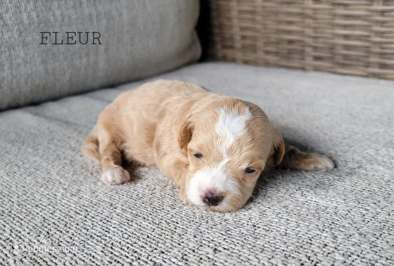 Fleur – Maltipoo puppy for sale in Berlin, OH