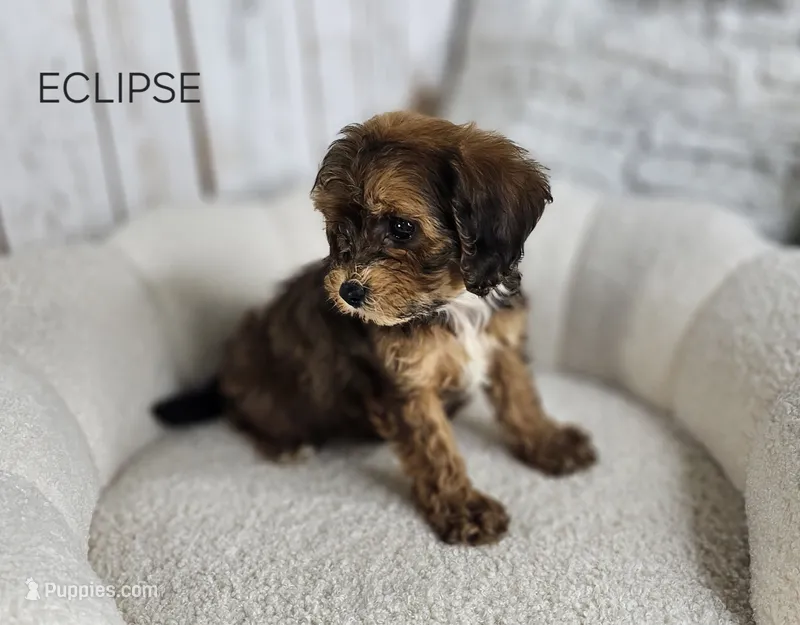 Eclipse – Cavapoo puppy for sale in Berlin, OH