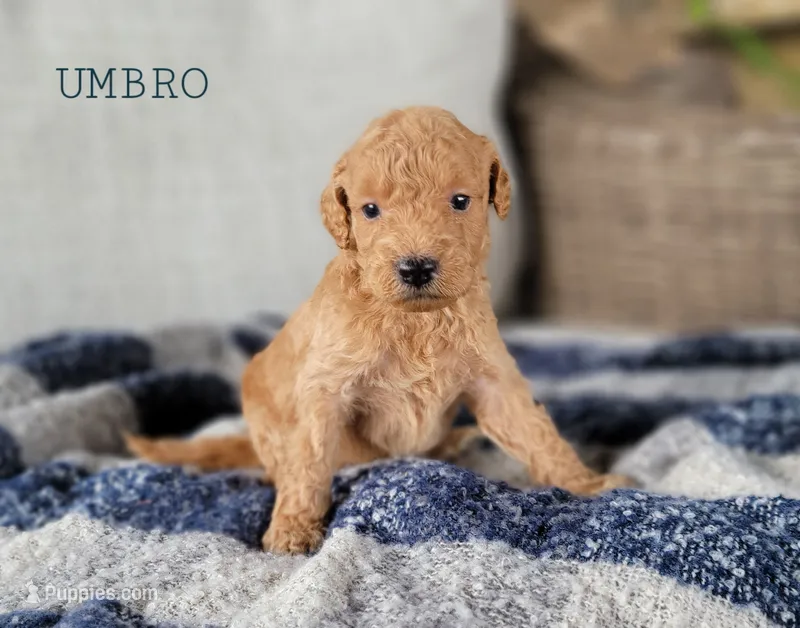 Umbro – Miniature Goldendoodle puppy for sale in Berlin, OH