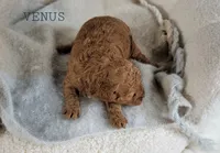 Venus, a female Cavapoo for sale in Berlin, OH – 3 of 3