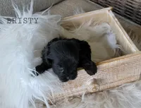 Bristy, a female Cavapoo for sale in Berlin, OH – 2 of 3