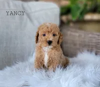 Yancy, a female Miniature Goldendoodle for sale in Berlin, OH – 3 of 4