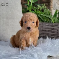 Urby, a male Miniature Goldendoodle for sale in Berlin, OH – Photo 5 of 5