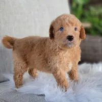 Urby, a male Miniature Goldendoodle for sale in Berlin, OH – Photo 2 of 5